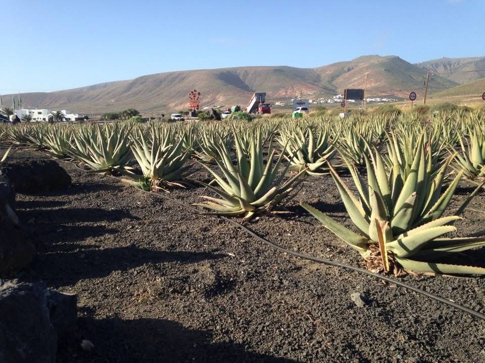 Lanzarote - Canary Islands