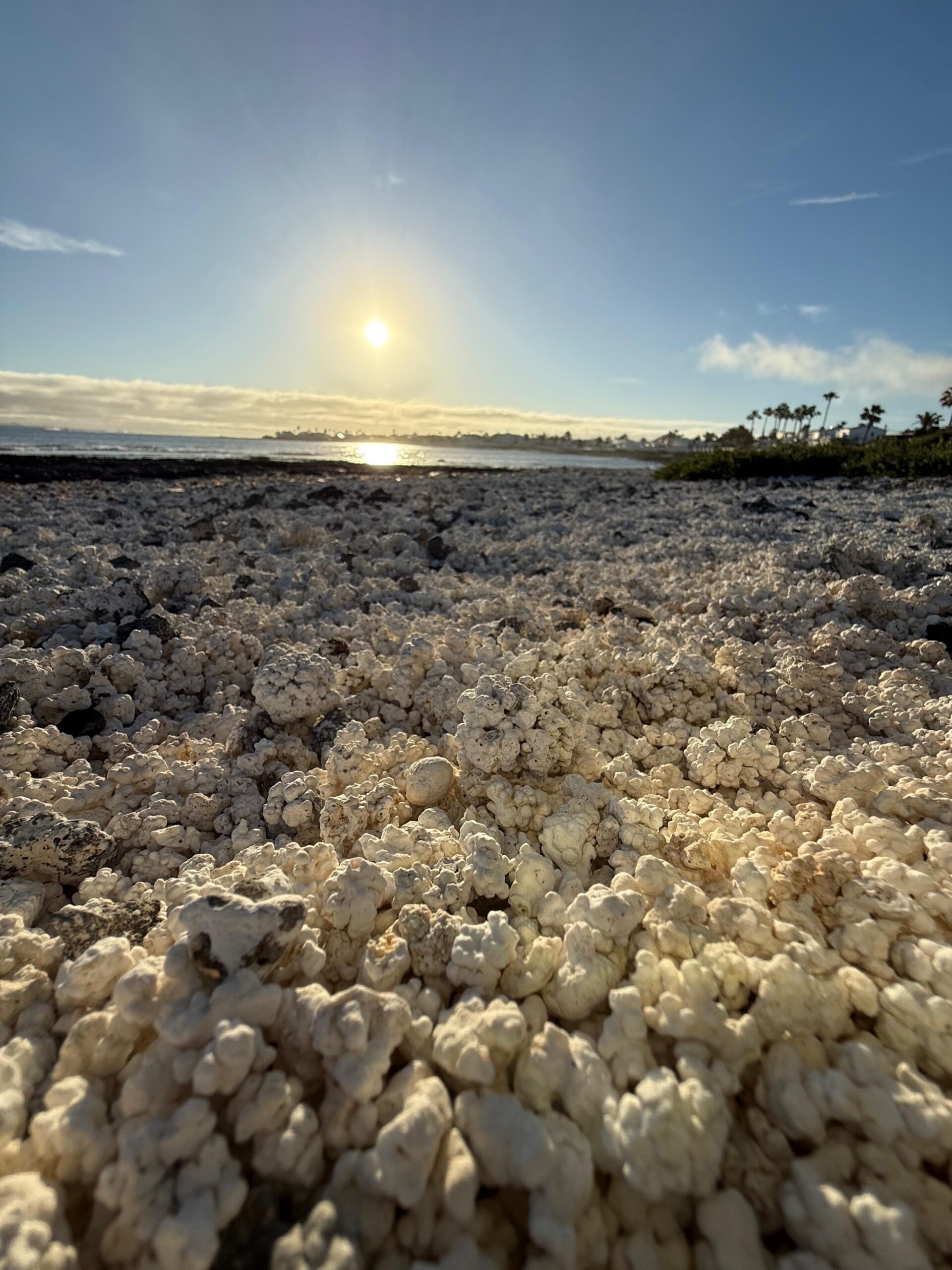 Popcorn Beach rhodolith sand - Fuerteventura