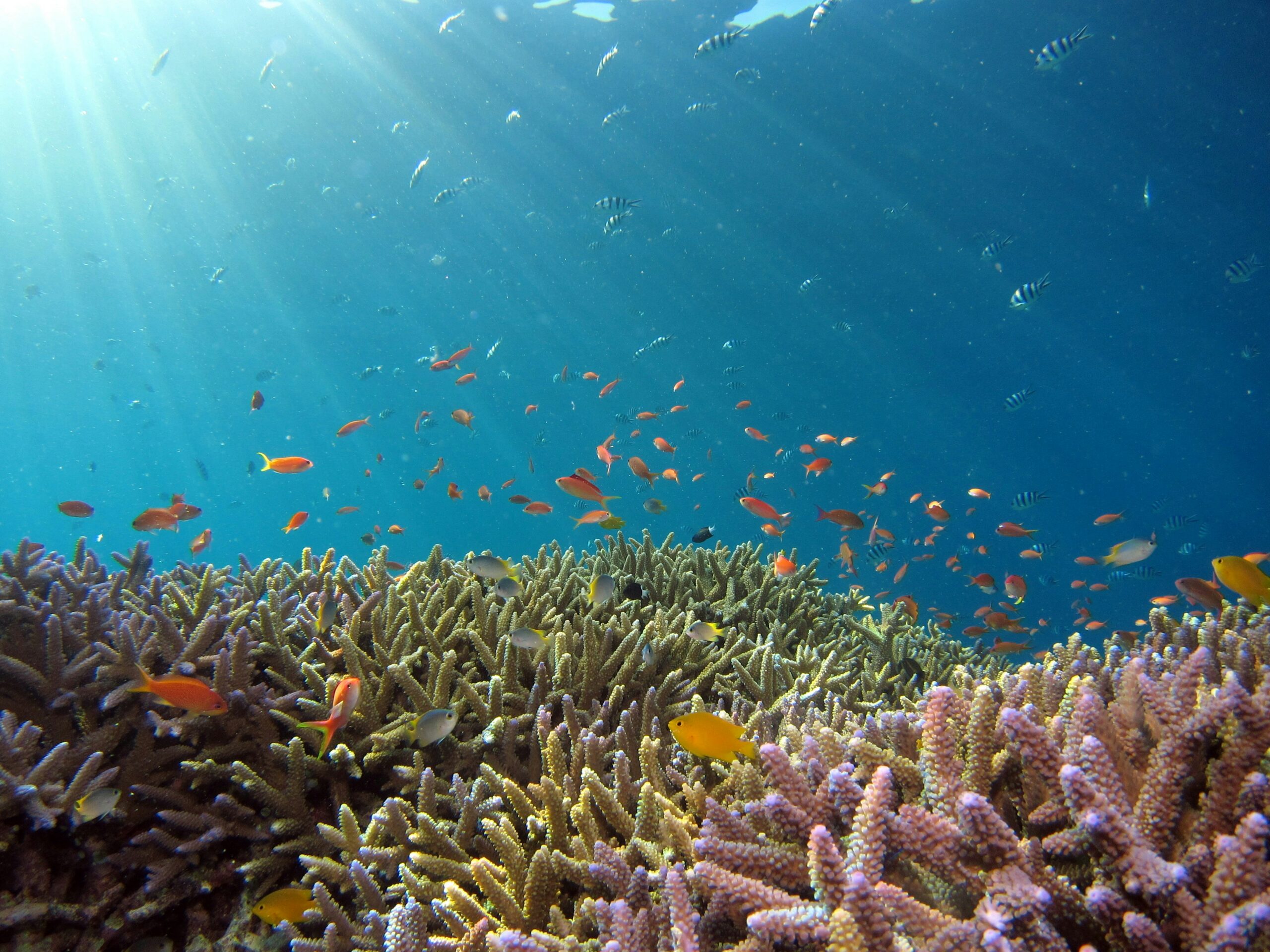 Playa Chica snorkelling cove in Puerto del Carmen - Lanzarote