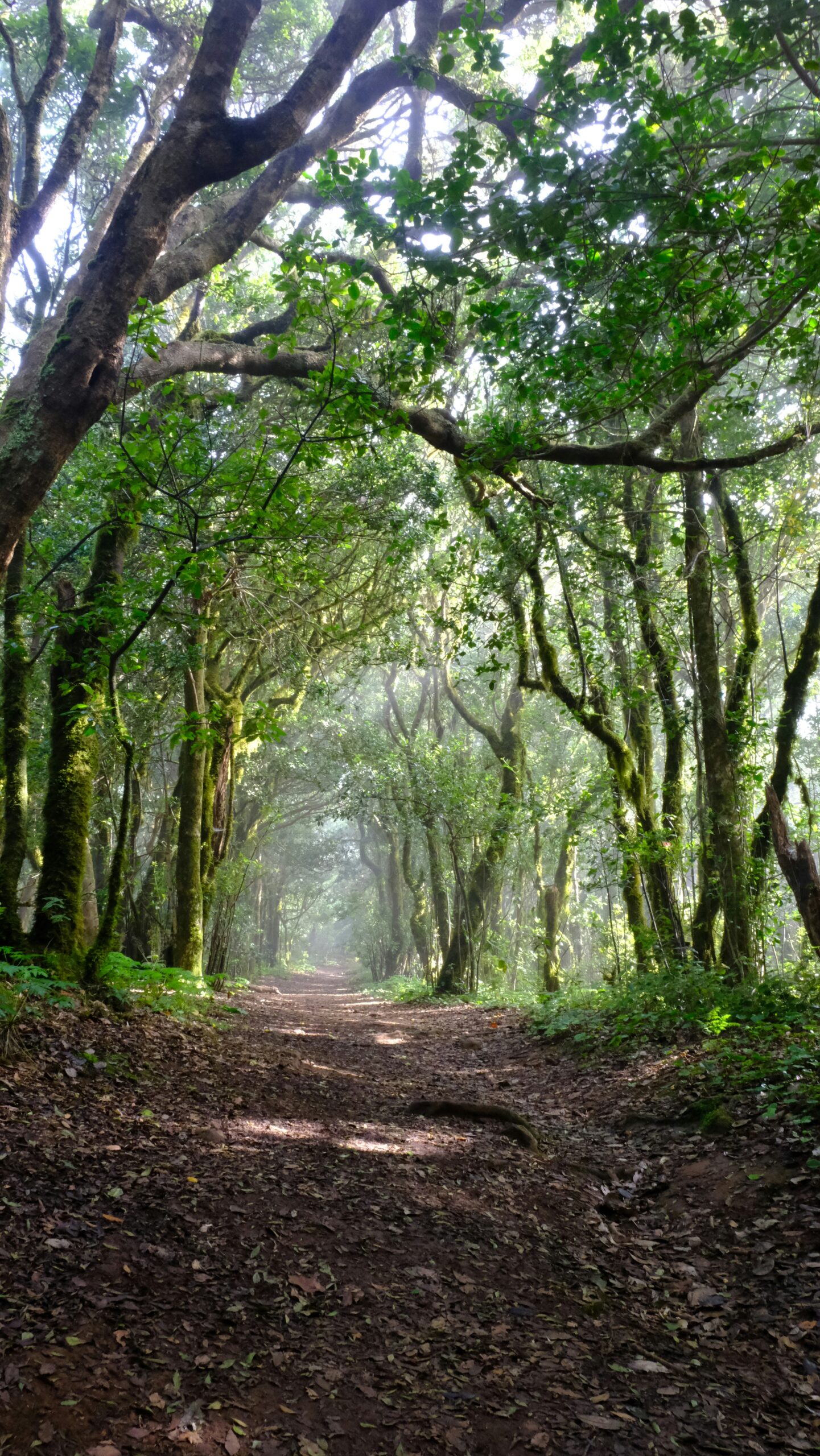 Anaga forest - Tenerife
