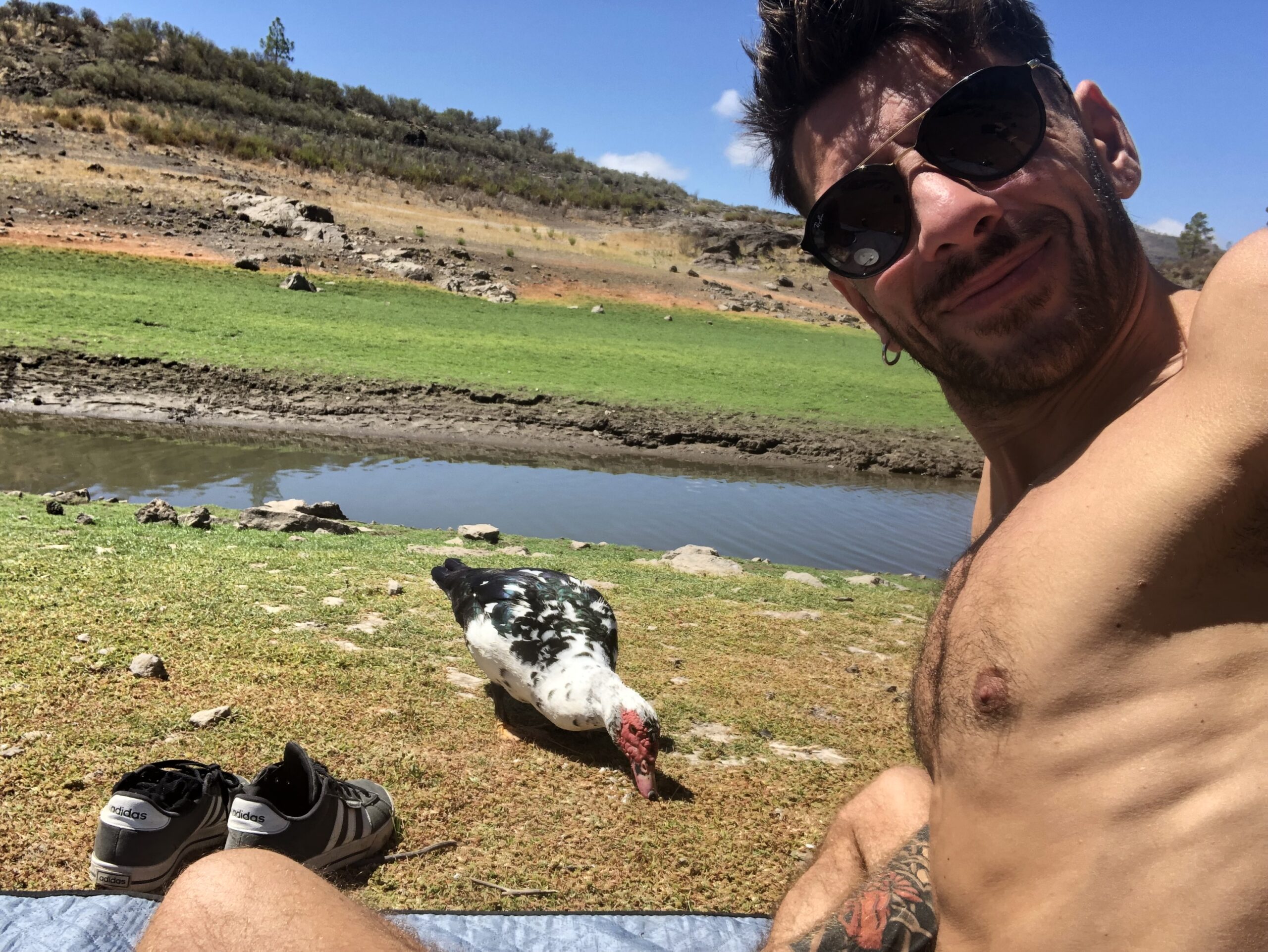 Grey geese on the grass at Presa de las Niñas