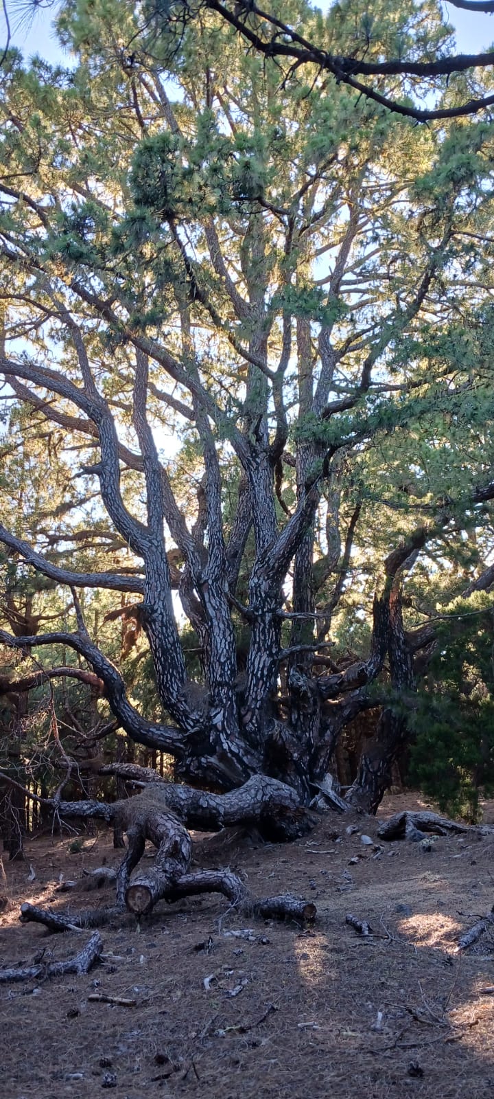 Forest in El Hierro - Canary Islands
