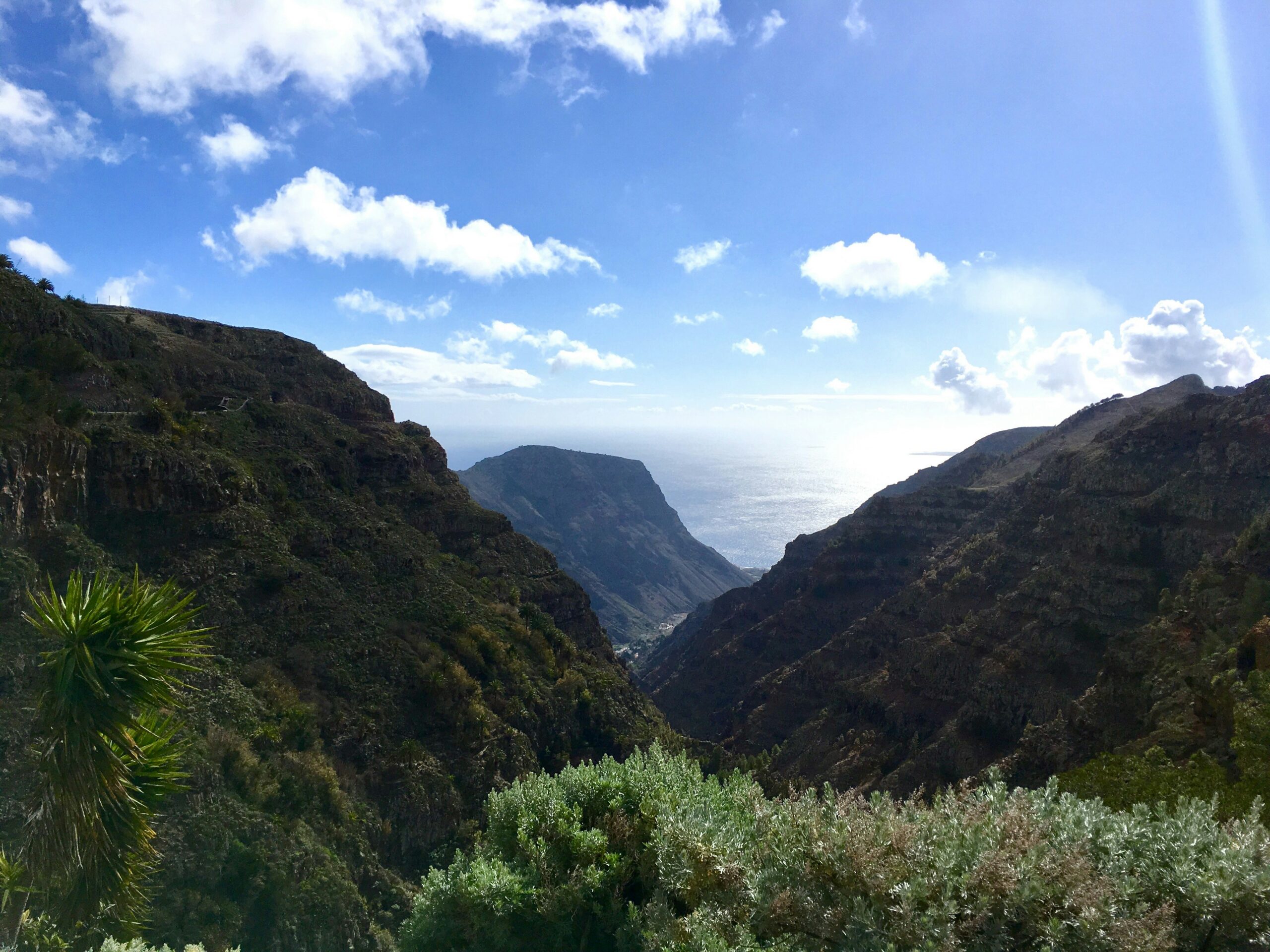 Forest in La Gomera - Canary Islands