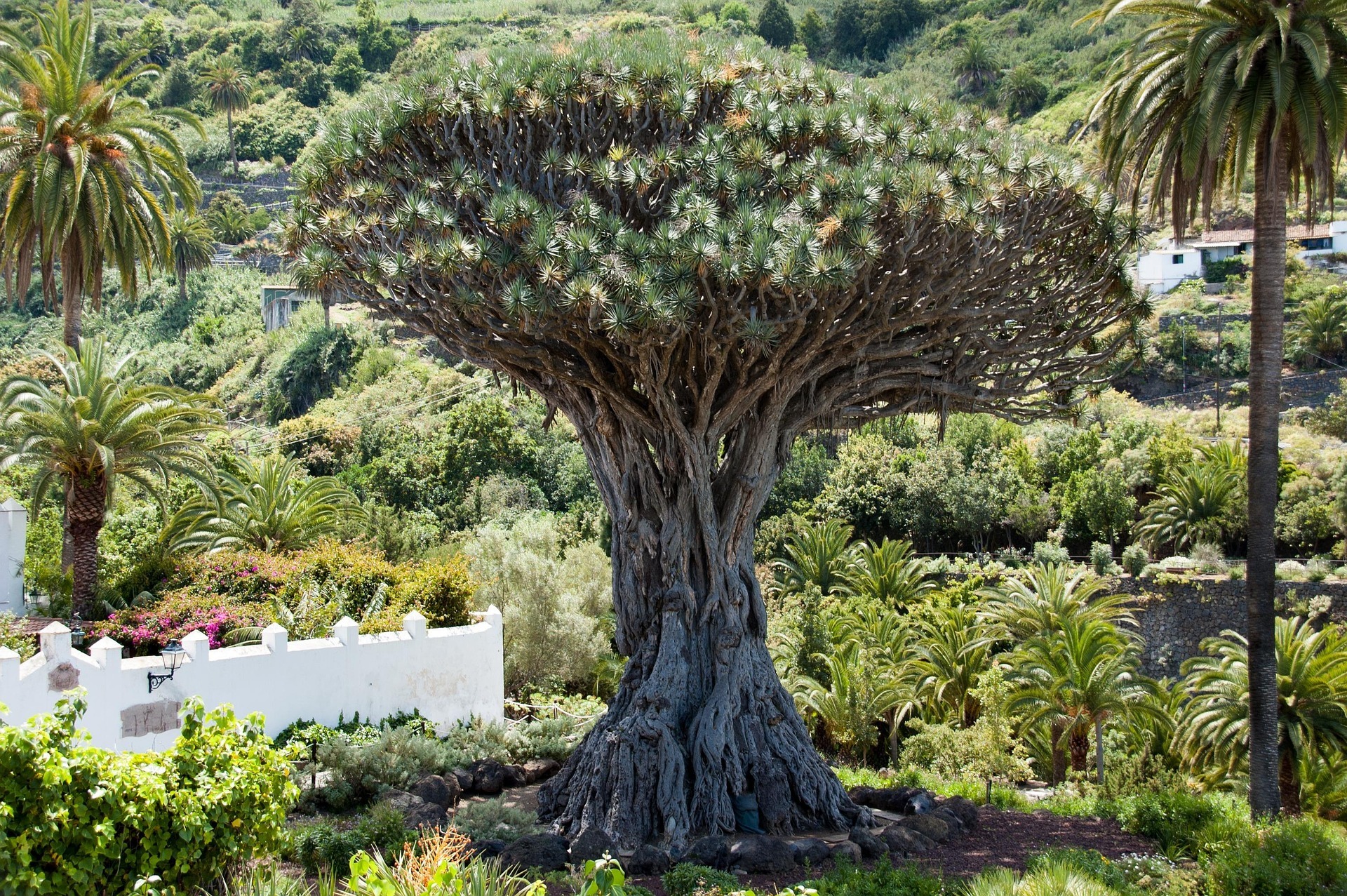 Drago Milenario dragon tree, Icod de los Vinos - Tenerife