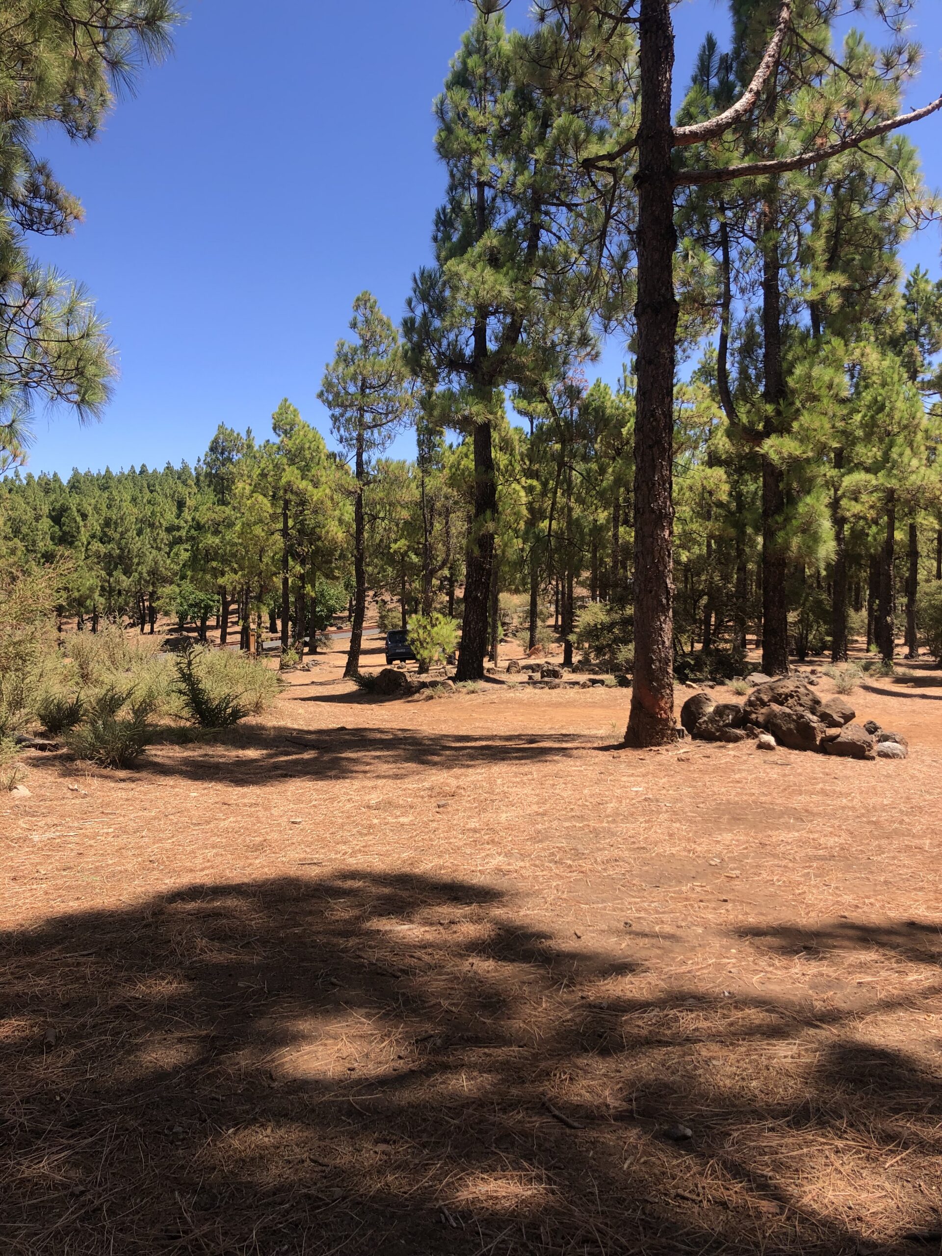 Pine forest near Pico de las Nieves and Roque Nublo