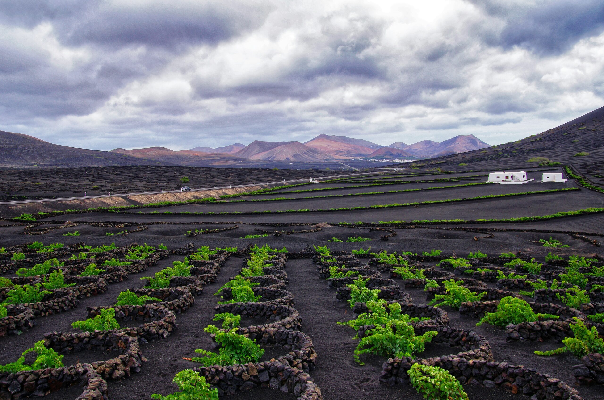 La Geria volcanic vineyards in ash pits - Lanzarote