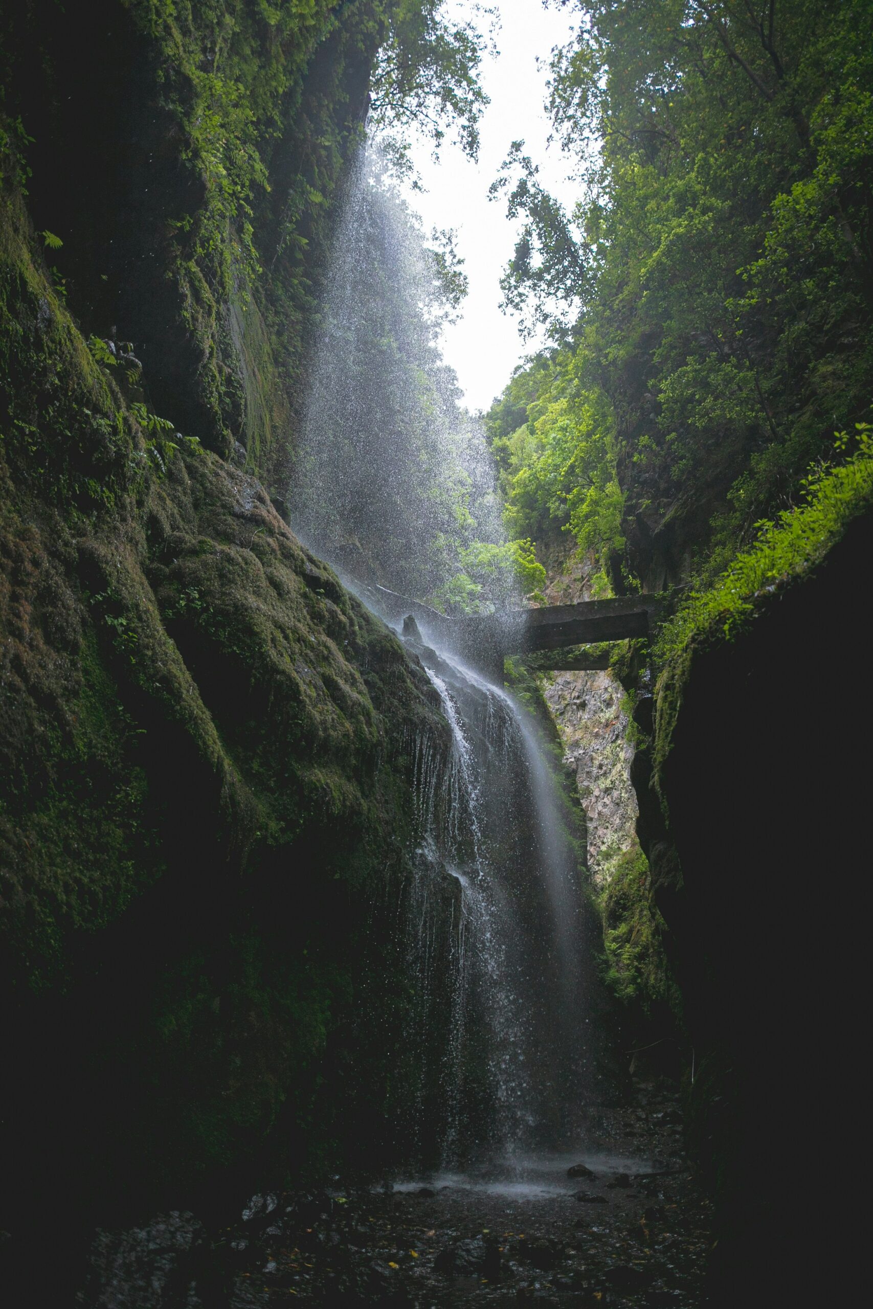 La Palma green nature and forests