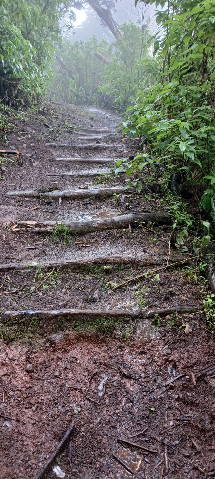 Forest path in El Hierro - Canary Islands
