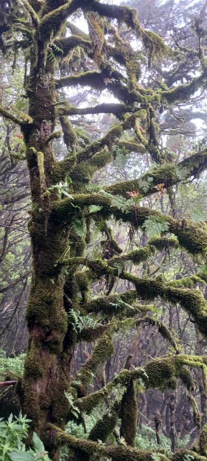 Trees in El Hierro - Canary Islands